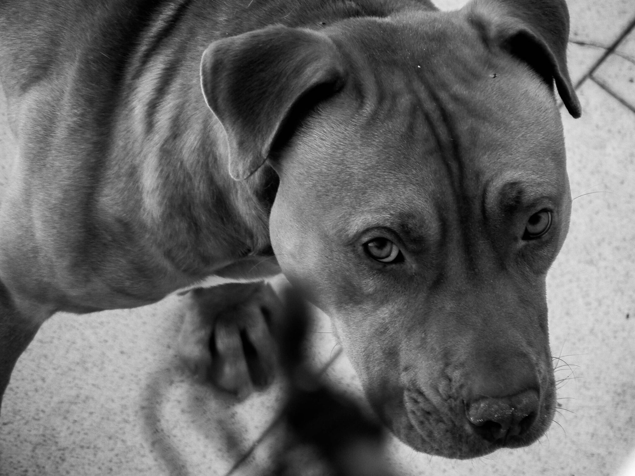 Ma vie de chien